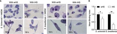 Complement-Mediated Differential Immune Response of Human Macrophages to Sporothrix Species Through Interaction With Their Cell Wall Peptidorhamnomannans